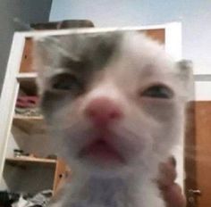 Funny Looking Cats, Hot Chip, Reaction Pic, Funny Animal Photos, Silly Cats Pictures, Cute Cats Photos, Haiwan Peliharaan, Funny Animal Jokes, Reaction Pics