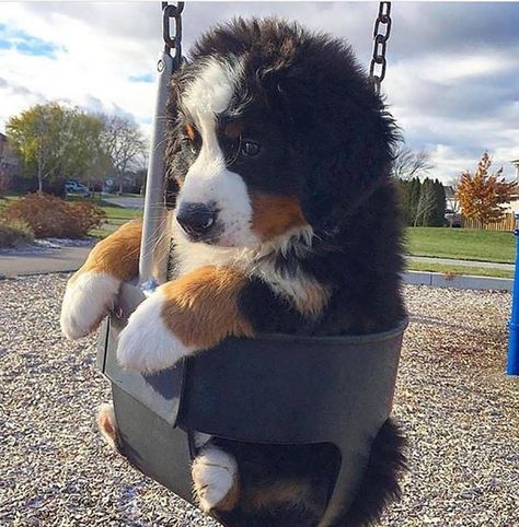 Burmese Mountain Dogs, Bernese Mountain Dogs, Bernese Mountain Dog Puppy, Psy I Szczenięta, Super Cute Puppies, Baby Animals Pictures, Really Cute Dogs, Cute Little Puppies