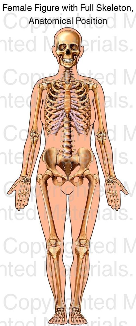 Female Figure Outline with Full Skeleton, Anatomical Position. This medical illustration features a standing female with her skeletal anatomy visible within a figure outline. Anatomical Position, Paint 2023, Skeletal Anatomy, Full Skeleton, Male Skeleton, Female Skeleton, Human Biology, Art Anatomy, Skeleton Anatomy