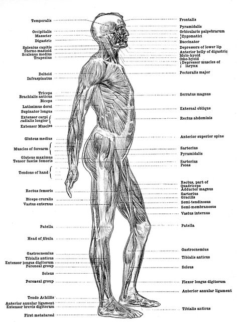 Human Anatomy Muscles - Muscles of the Body - Back View Human Anatomy Muscles, Muscles Of The Body, Anatomy Muscles, Muscles Anatomy, Human Anatomy For Artists, Anatomy Coloring Book, Latissimus Dorsi, Muscular System, Muscle Anatomy