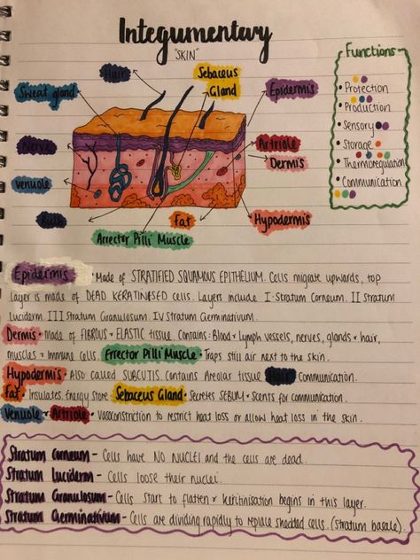 Description and functions of skin Skin Layer Project Ideas, Skin Diagram Anatomy, Skin System Anatomy, Integumentary System Diagram, Skin Notes Anatomy, Layers Of Skin Anatomy, Layers Of The Skin Project Ideas, Skin Layers Anatomy Drawing, Skin Anatomy Notes