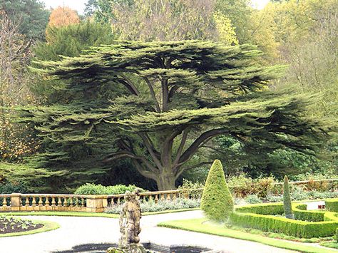 cedars of lebanon tree | Lebanon Cedar Tree Lebanon Tree, Cedars Of Lebanon, Lebanon Cedar, Cedar Of Lebanon, Matthew 13, British Wild Flowers, Matka Natura, Cedar Trees, Unique Trees