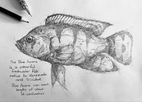 #sketch #art #fish Sketchbook Ideas Fish, Sea Life Sketches, Gosh Drawing, Fish Sketch Drawing, Fish Pencil Drawing, Fish Sketches, Hatch Drawing, Fish Sketch, Human Figure Sketches