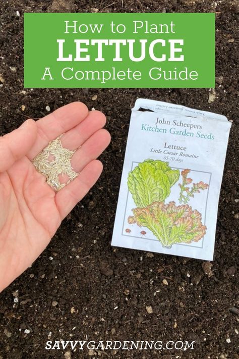 How to Plant Lettuce From Seeds. Growing lettuce is popular and easy to do. Learn here how to grow lettuce at home. How to grow transplants or seeds. how to grow lettuce in containers and have healthy lettuce plants. #Lettuce #GrowingLettuce Planting Lettuce In Containers, How To Plant Lettuce, Planting Lettuce Seeds, Lettuce In Containers, Harvesting Lettuce, Plant Lettuce, Raised Veggie Gardens, When To Plant Seeds, How To Grow Lettuce