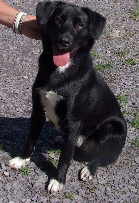 I had the opportunity to meet a stray Labrador crossed with a Collie. He was the sweetest boy ever and I would have kept him if I could. I hope he found a good home and is very much loved right now. Here is one with very similar coloring to him. Labrador Border Collie Mix Dogs, Border Collie Mix Dogs, Collie Mix Dogs, Border Collie Lab Mix, Lab Mix Puppies, Beauty Mistakes, Westie Puppies, Most Beautiful Dogs, Border Collie Mix