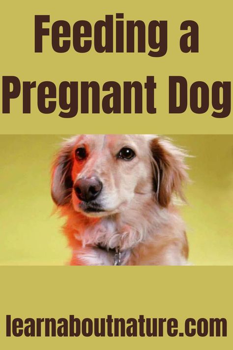 Feeding a Pregnant Dog Pregnant Dog Care Tips, Nature Website, Mood Drawing, Dog Pregnancy, Pretty Body, Land Animals, Pregnant Dog, Domestic Animals, Dog Care Tips