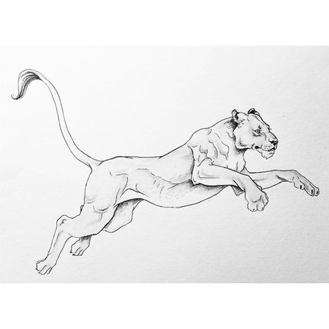 Female Lion Tattoo, Lion Sketch, Lioness Tattoo, Female Lion, Scratchboard Art, Lion Drawing, Big Cats Art, Horse Drawings, Best Classic Cars