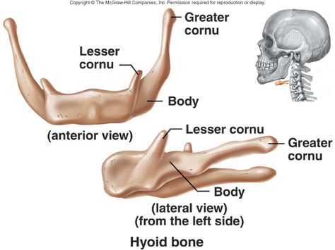 Hyoid bones : cosist of body , greater and lesser cornu(greater and lesser horns) Nursing Musculoskeletal, Homeschool Anatomy, Skeletal System Project, Hyoid Bone, Appendicular Skeleton, Anatomy Head, Comparative Anatomy, Axial Skeleton, Medical Study