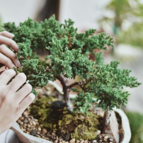 The Only Juniper Bonsai Tree Guide You’ll Ever Need Juniper Bonsai Tree, Cherry Blossom Bonsai Tree, Bonsai Diy, Bonsai Pruning, Low Growing Shrubs, Bonsai Tree Types, Pine Bonsai, Bonsai Tree Care, Bonsai Care