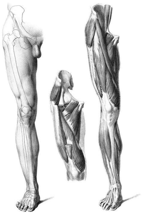 Knee Anatomy Reference, Knee Anatomy, Leg Anatomy, Human Muscle Anatomy, Human Anatomy For Artists, Leg Muscle, Muscle Structure, Art Anatomy, Male Figure Drawing