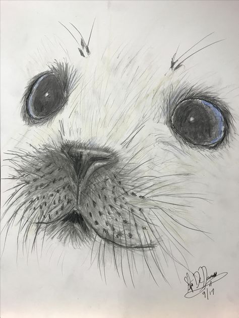 Cute Seals Drawing, Seals Drawing, Sea Animal Paintings, Sea Animal Sketches, Cute Seal Drawing, Seal Sketch, Fabre Castell, Seal Drawing, Beast Drawing