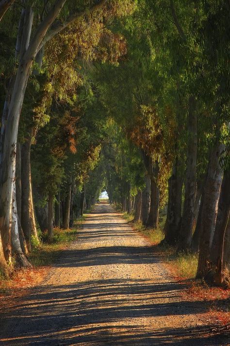 Tree Tunnel, Matka Natura, Under The Tuscan Sun, Image Nature, Dirt Road, Beautiful Tree, Nature Pictures, Toscana, Beautiful World