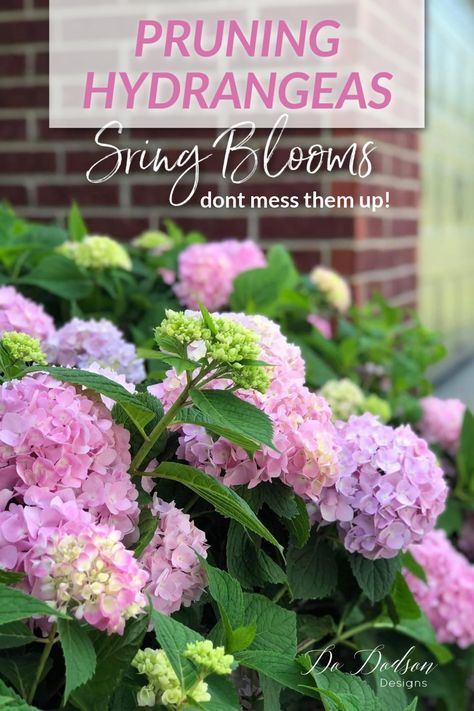 Pruning Hydrangeas Before Spring Blooms - Don\'t Mess Them Up! Pruning Hydrangeas Spring, Hydrangea Plant Care, When To Prune Hydrangeas, Redmond Washington, Pruning Hydrangeas, Hydrangea Landscaping, Hydrangea Bloom, Hydrangea Bush, Easy Gardening