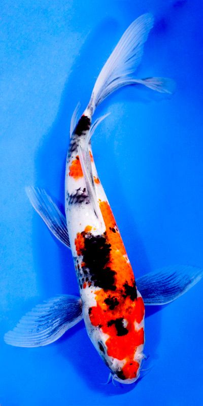 Showa Koi Fish Reference, Koi Fish Scales, Butterfly Koi Fish, Karp Koi, Butterfly Koi, Ikan Air Tawar, Koi Carp Fish, Koi Painting, Koi Fish Drawing