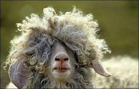 This llama who missed 12 haircut appointments. | 18 Cute Animals Having A Worse Hair Day Than You Hairdresser Humor, Animal Funnies, Curly Hair Problems, Funny Animal Photos, A Sheep, Curly Girl Hairstyles, Humor Grafico, Hair Problems, Class Ideas