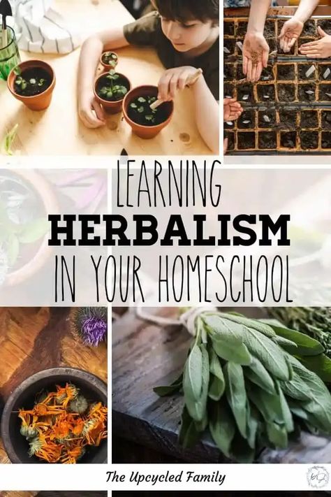 Looking for fun ways to supplement your child’s homeschool learning? Why not learn herbalism in your homeschool. I am sharing some fun and simple ways to learn all about herbalism in your homeschool. #homeschool #learningherbalism #homeschooling #curriculum #resources #tips #activities #theupcycledfamily Homeschool Birthday Ideas, Homeschool Nutrition Curriculum, Diy Homeschool Curriculum, Homeschool Gardening Curriculum, Homestead Homeschool Curriculum, Slow Living Homeschool, August Homeschool Themes, Activities For Homeschool Kids, Homeschool Party Ideas