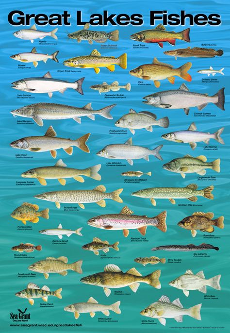 Great Lakes species: How many have you caught? Michigan Fishing, Fish Chart, Fish Species, Michigan Travel, The Great Lakes, Lake Fishing, Types Of Fish, Freshwater Fishing, Lake Ontario