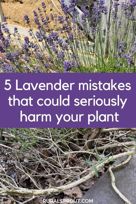 Lavender And Rosemary Landscaping, Lavender Planting Ideas Gardens, Lavender Plant Border, When To Trim Lavender Plants, English Lavender Plant Care, Growing Lavender In Florida, Lavender Plants Outdoors, Lavender Lined Path, Lavender Garden Ideas Landscaping