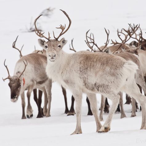 A group of reindeer standing in the snow. Reindeer Pictures, Female Reindeer, Whitetail Deer, Animal Planet, Scandinavia, Animal Kingdom, The Snow, Animal Photography, Animals Beautiful