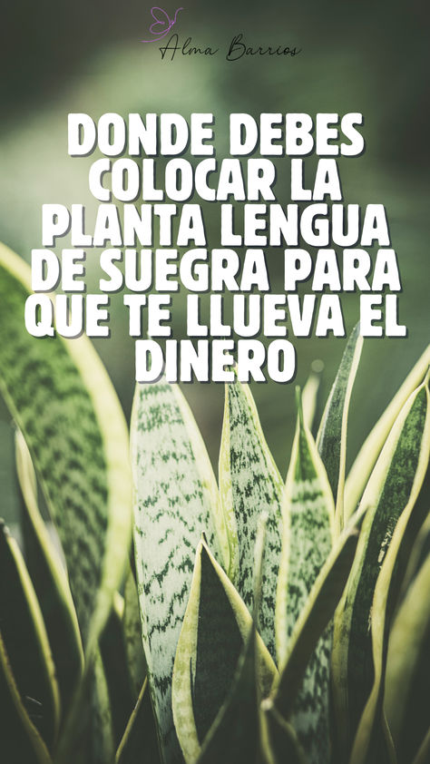 Donde debes colocar la planta lengua de suegra para que te llueva el dinero Ideas Para El Jardin, Ideas Para La Casa, Plantas Interior, Spanish Home Decor, Healthy Juice Drinks, Patio Garden Design, Cozy Seating, Morning Greetings Quotes, Diy Clothes Life Hacks