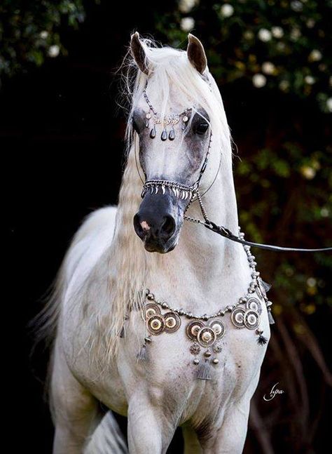 Stunning Arabian Costumes, Cai Arabi, حصان عربي, Era Victoria, Cai Sălbatici, Rasy Koni, Golden Horse, طابع بريدي, Horse Costumes