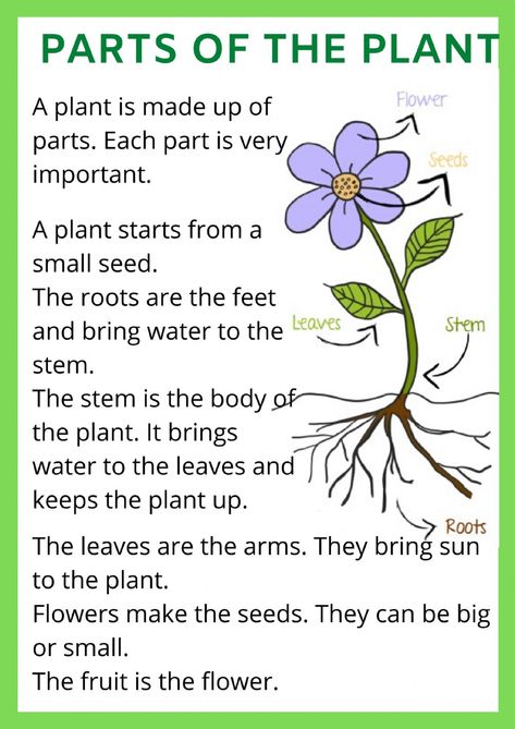 Parts of a plant interactive and downloadable worksheet. You can do the exercises online or download the worksheet as pdf. Reading Paragraph For Grade 1, Plants Grade 1, Uses Of Plants Worksheet, Part Of Plants For Kids, Plants Worksheets For Grade 1, Parts Of A Plant Worksheet, Plant Worksheet, Uses Of Plants, Tree Worksheet