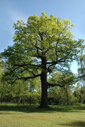 Oak Trees Landscaping, Tree Trunk Drawing, Oak Tree Drawings, Pine Tattoo, Family Tree Painting, Oak Tree Tattoo, White Oak Tree, Pine Tree Tattoo, Tree Furniture