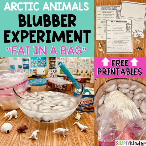 Blubber Experiment For Kids, Experiment For Kindergarten, Blubber Experiment, Polar Bear Unit, Penguin Unit, December Kindergarten, Experiment For Kids, Cute Pixie Cuts, Science Worksheets