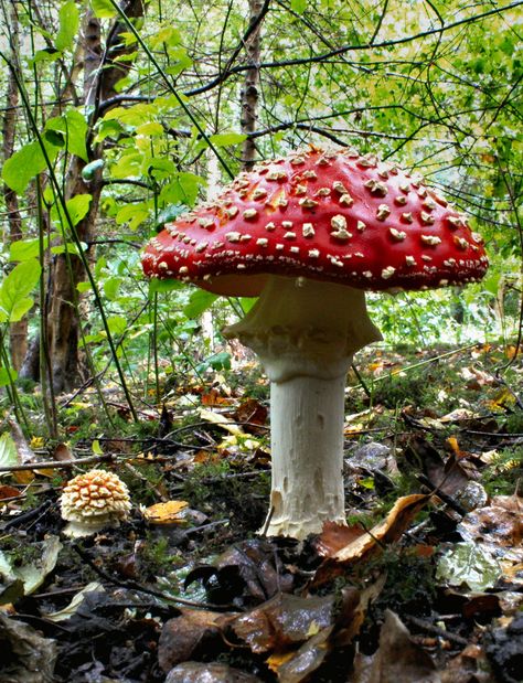 "Amanita muscaria" Fly Agaric .. found in my local woodland. (mixed broad-leaf woods,quite a few Birch in this area) Not for Human consumption. Lichen Moss, Mushroom Pictures, Red Mushroom, Mushroom Fungi, Mushroom Art, Wild Mushrooms, Science And Nature, In The Woods, Amazing Nature