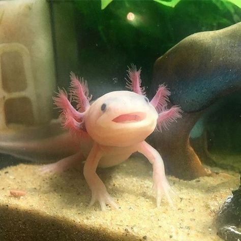 Axolotl Cute, Fish Drawings, Animal Sketches, Weird Animals, Animal Tshirt, Animal Wallpaper, Cute Creatures, Animal Tattoos, Nature Aesthetic