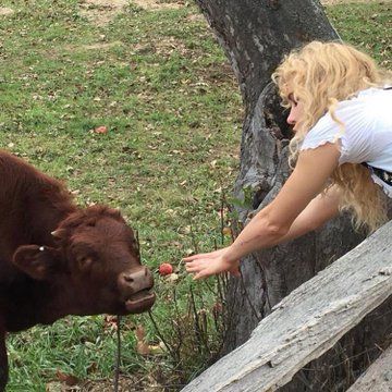 A Cow, The Grass, A Tree, A Woman, Cow, Twitter, Instagram