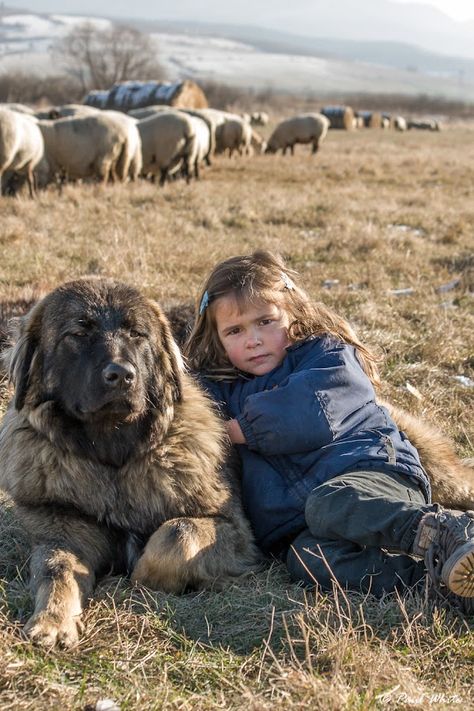 Wild Transylvania : Livestock guardian dogs (LGD) and early socialization Livestock Guardian Dog Shelter, Lgd Dogs, Working Dogs Farm, Livestock Dogs, Livestock Dog, Farm Dogs Breeds, Livestock Guardian Dog Breeds, Ranch Dogs, Herding Dogs Breeds