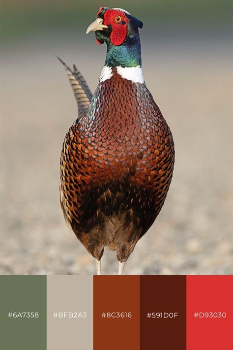 Pheasant Photography, Ring Necked Pheasant, Coffee Business, Beautiful Bird, Beautiful Photos Of Nature, Pheasant, Wildlife Photography, Beautiful Birds, Living Dining Room