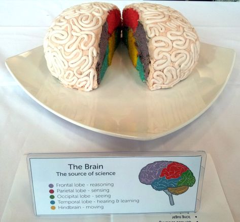 Entry 4: The Brain | This cake came a close second in our jo… | Flickr Brain Cake Psychology, 3d Brain Project Ideas, Brain Cake Ideas, 3d Brain Project, Brain Project Model Psychology, Nervous System Projects, Psychology Project, Brain Project, Bio Project