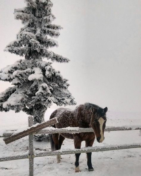 Farm In Winter, Horse In Snow, Horses In Snow, Winter Horse, Equestrian Aesthetic, Horse Aesthetic, Winter Inspo, Photographie Inspo, Winter Love