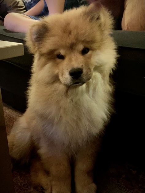 #cute #puppy #chowchow #mix #finnishlapphund #dog #adoreble #fluffy #fall #autumn Finnish Lapphund, Fluffy Dogs, Big Dog, Dirty Blonde, Cute Puppy, Chow Chow, Big Dogs, Fall Autumn, Bullet Journal