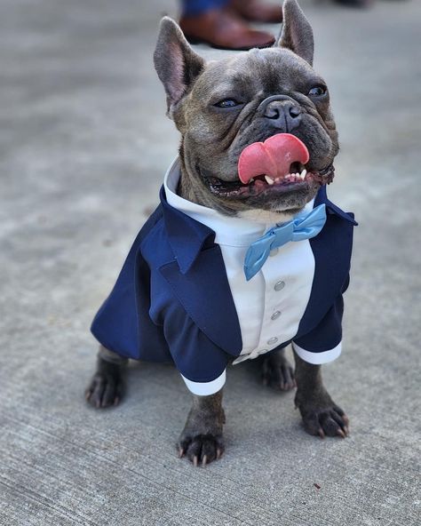 Navy Blue Ring Bearer Outfit, French Bulldog Ring Bearer, Frenchie Wedding, French Bulldog Wedding, Wedding Attire Formal, Dog Tuxedo Wedding, Dog Tux, Blue Tuxedo Wedding, Light Blue Bow Tie