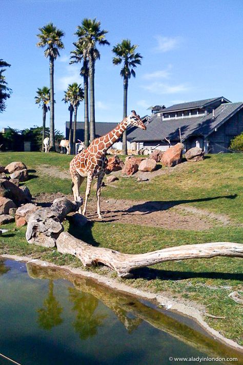 Giraffe at San Francisco Zoo San Francisco Zoo, Valencia City, Zoo Park, San Francisco Restaurants, Valencia Spain, Giraffes, Animals Of The World, Best Places To Travel, Northern California