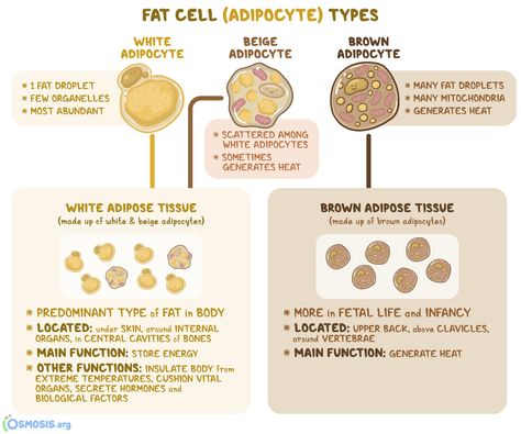 Serous Membrane, Adrenergic Receptors, Thoracic Cavity, Brown Adipose Tissue, Fetal Development, Visceral Fat, Connective Tissue, Skeletal Muscle, Adipose Tissue