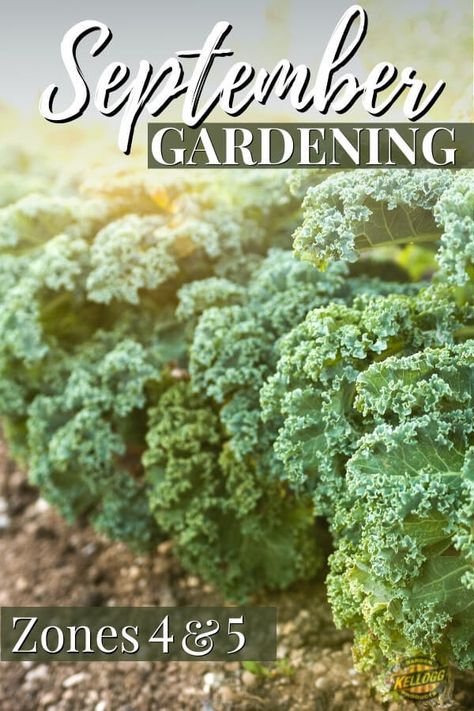 Fall Garden Prep, Raised Beds Garden, Homestead Garden Layout, September Garden, Garden Checklist, Homestead Gardening, Fall Crops, Full Garden, Garden Vertical