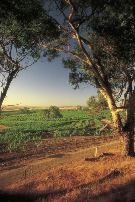 Australian Landscapes, Barossa Valley, Australian Continent, Australian Style, Full Time Travel, Jet Lag, Places Of Interest, Taste Of Home, Small Island