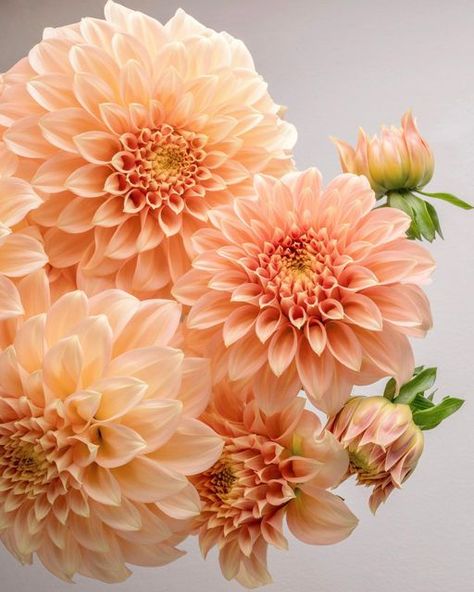 Yellow Dahlia, Peachy Orange, Nothing But Flowers, Peach Flowers, Dahlia Flower, Floral Color, Bridal Flowers, Flower Beauty, Lemon Yellow