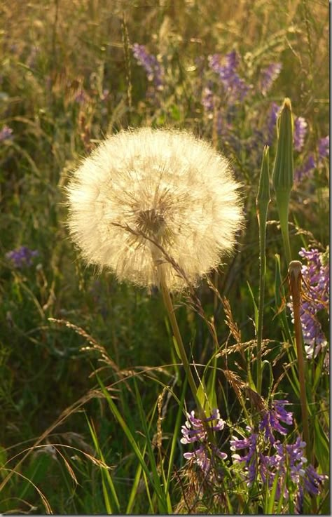 Dandelion Wishes  ~ Dandelions Aesthetic, Wishing Flower, Dandelions Flower, Dandelion Photo, Wish Flower, Dandelion Flowers, Dandelion Wishes, Dandelion Clock, Dandelion Wish