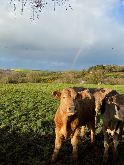 #aesthetic #spring #farm #ireland Ireland Farmhouse, Irish Culture Aesthetic, Ireland Countryside Aesthetic, Irish Girl Aesthetic, Ireland Aesthetic Photos, Ireland Aesthetic Outfits, Ireland Farm, Northern Ireland Aesthetic, Ireland Farm Aesthetic