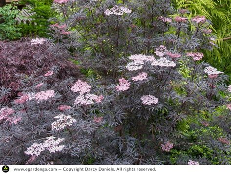 Sambucus Black Lace, Flower Garden Ideas Landscaping, Black Lace Elderberry, Pacific Northwest Garden, Fast Growing Shrubs, Purple Foliage, Northwest Garden, Sambucus Nigra, Pocket Garden