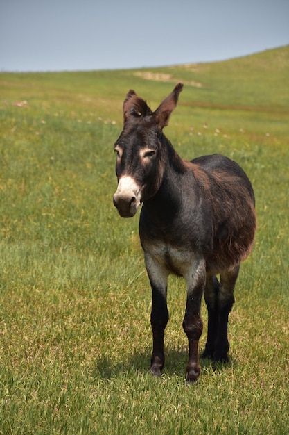 Foto gratuita mira de cerca a un burro m... | Free Photo #Freepik #freephoto #donkey #fauna-silvestre #mula #animales-lindos Psd Icon, Burritos, Vector Photo, Free Photo, Free Photos, Mule, Look At, Stock Photos, Photo And Video