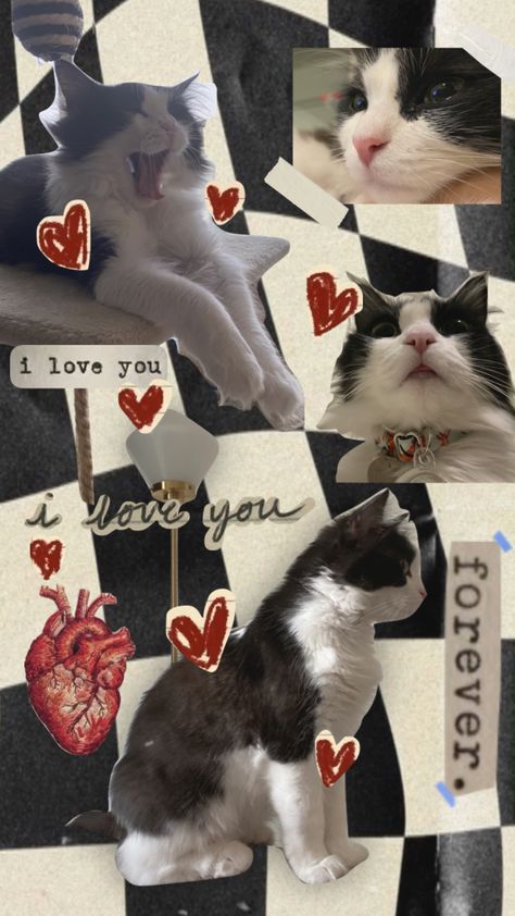 #moodboard #collage #catsupremacy #fyp #pet #nunu Pet Collage Ideas, Canva Project, Pet Scrapbook Layouts, Moodboard Collage, Y2k Posters, Pet Scrapbook, Retro Dog, Instagram Creative Ideas, Phone Ideas