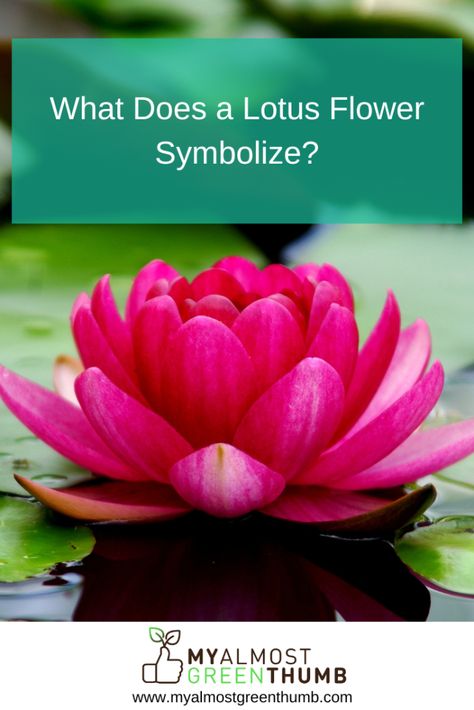 Have you been wondering about the lotus flower, its symbolism, and what you can do with it? This article has the answers to your lotus flower questions.  The post What Does a Lotus Flower Symbolize? appeared first on My Almost Green Thumb. Lotus Flower Color Meaning, Meaning Of Lotus Flower, Lotis Flower, Spiritual Flowers, Warriors Tattoo, Lotus Tattoo Meaning, Lotus Flower Tattoo Ideas, Lotus Flower Tattoo Meaning, Crow Tattoos