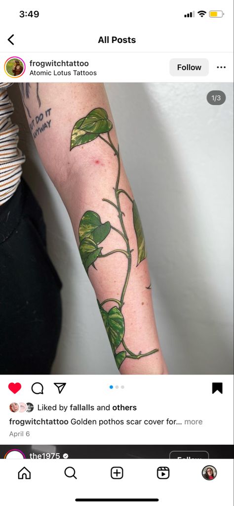 Golden Pathos Tattoos, Pothos Leaf Tattoo, Golden Pothos Tattoo, Pathos Plant Tattoo, Pothos Photography, Pothos Vine Tattoo, String Of Pearls Tattoo, Pothos Plant Tattoo, Pathos Tattoo