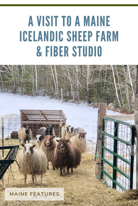 Sheep Diy, Dairy Sheep, Mini Homestead, Fiber Farm, Homestead Livestock, Raising Sheep, Fiber Animals, Fiber Studio, Starting A Farm